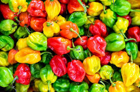 Piment