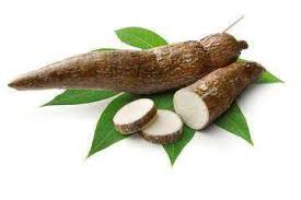 Manioc